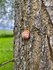Snail on rough tree bark