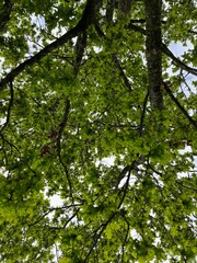 Foliage seen from underneath in spring