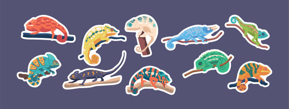Set Of Stickers Chameleon Reptiles On Branches. Lizards With Long, Sticky Tongues And Distinctive Eyes, Patches