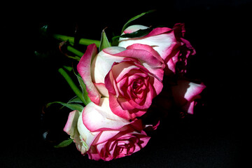 rose flower growing on black background