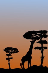 Fototapeta na wymiar silhouette giraffe at sunset