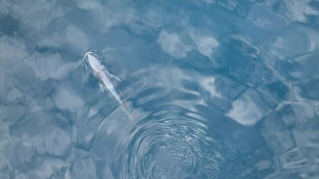 A Bryde's whale, Balaenoptera edeni, swims at the surface and then dives into the depths of the tropical Pacific Ocean in Raja Ampat, Indonesia. This sleek species is found around the world.