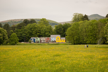 popular dog walking are Castle meadows in Abergavenny with yellow flowers buttercups in bloom with green trees and fields underneath the mountains and colourful houses - 602341907
