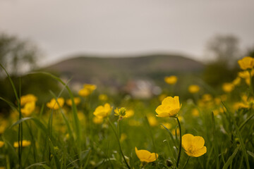 The iconic shape of the Blorenge mountain provides background to summer outdoor nature countryside field with yellow buttercups in Abergavenny castle meadows South Wales