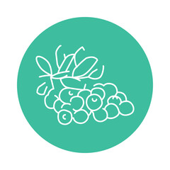 Cranberry plant color line icon. Pictogram for web page