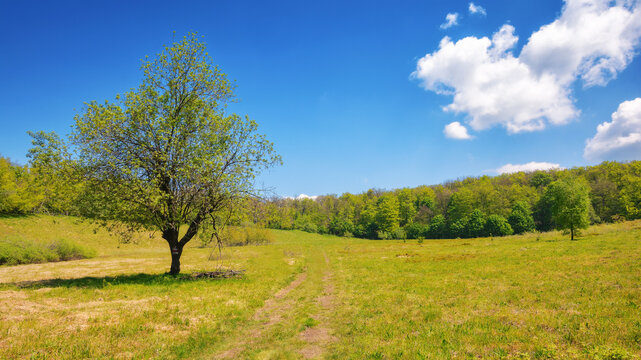 deciduous tree on the hill in morning light. countryside scenery in summer. sunny weather with fluffy clouds on the sky