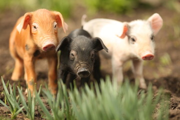 Fototapeta premium cutie and funny young pig is standing on the green grass. Happy piglet on the meadow, small piglet in the farm posing on camera on family farm. Regular day on the farm
