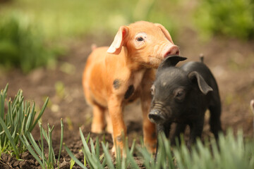 cutie and funny young pig is standing on the green grass. Happy piglet on the meadow, small piglet in the farm posing on camera on family farm. Regular day on the farm