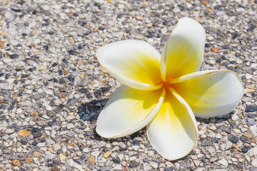 Fototapeta na wymiar White frangipani flower fell from tree lay on gray concrete texture,selective focus, copy space.