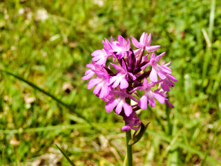 Pyramidal Orchid (Anacamptis pyramidalis) growing wild in a meadow
