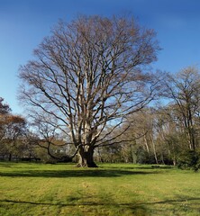 Obraz premium Huge old beech tree