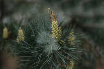 pollen from the pine cones on the wind