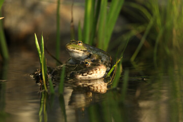 Green edible frog in the water with grass