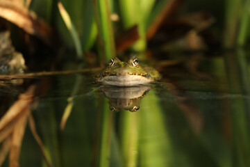 Green edible frog in the water with grass