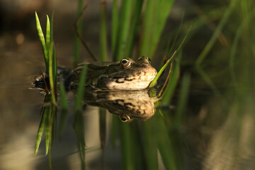 Green edible frog in the water with grass