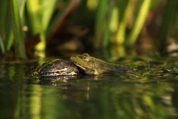 Green edible frog in the water with grass