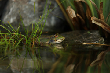 Green edible frog in the water with grass