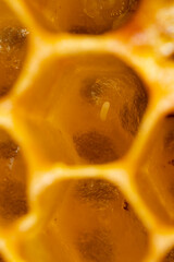 bee nymphs and egg - development of honey bee in honeycombs
