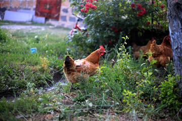 grass, animal, chicken