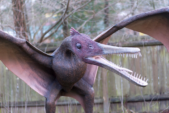 Polska Bałt&oacute;w 25 lutego 2023 godz 16: 45 . Cearadactylus ( gat. pterozaura ) szykujący się do lotu . Figura cearadaktyla w parku tematycznym " Jura Park" w Bałtowie ( woj świetokrzyskie ) . 