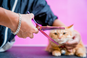 Groomer cutting a beautiful red cat at grooming salon.