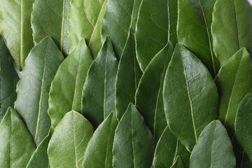 Many fresh bay leaves as background, flat lay
