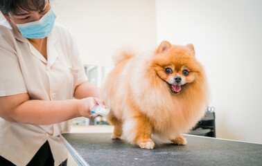 Groomer with protective face masks cutting Pomeranian dog at grooming salon.