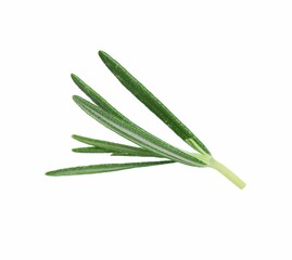 Fototapeta premium Sprig of fresh rosemary isolated on white
