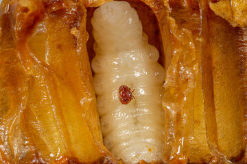 Varroa destructor bee parasite on a nymph of honey bee