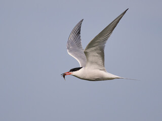 Obraz premium Common tern (Sterna hirundo)