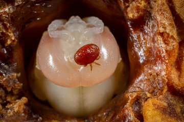 Varroa destructor bee parasite on a pupa of honey bee (drone)