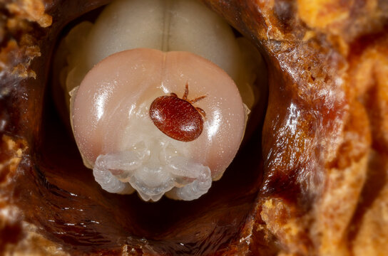 Varroa destructor bee parasite on a pupa of honey bee (drone)