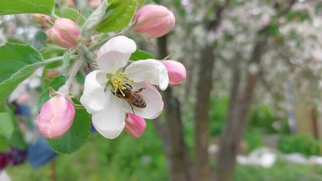 Honey bee flying and pollinates apple tree blossom, flower close up view