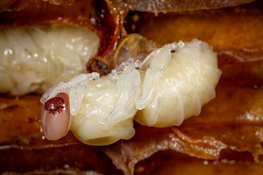 Varroa destructor bee parasite on a pupa of honey bee