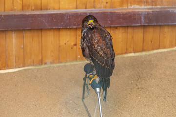 Bird of prey Harris's buzzard - Parabuteo unicinctus led by a falconer.