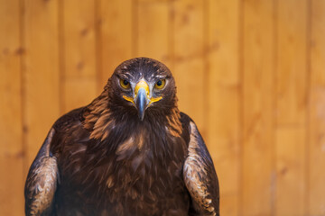 Large bird of prey Bald Eagle - Haliaeetus leucocephalus - young bird led by a falconer.