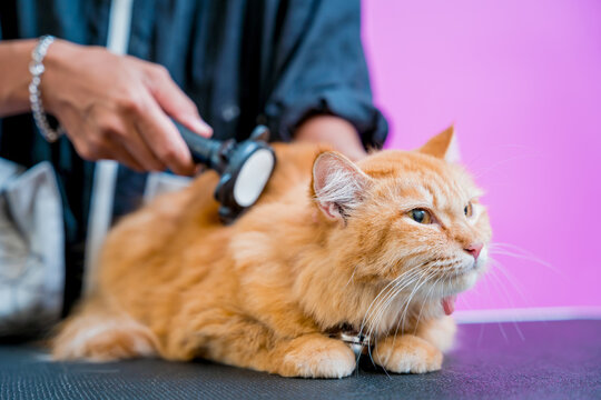 Groomer cutting a beautiful red cat at grooming salon.