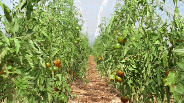 Focus shift at big tomato greenhouse interior at urban garden. Greenhouse with green and red tomatoes in it. Summer sunny hot day. Plantation for harvesting, self service and pick your own.