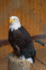 Large bird of prey Bald Eagle - Haliaeetus leucocephalus - adult led by a falconer.