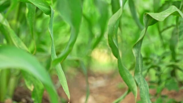 Moving focus in organic community vegetable garden with corn sidling. Community kitchen garden in the small neighbourhood at summer. Corn leaves in small urban farm.