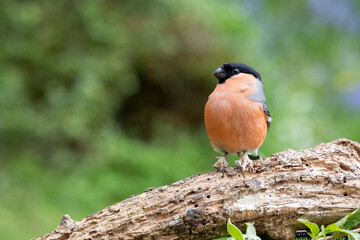 Adult male Eurasian Bullfinch (Pyrrhula pyrrhula) stands on a log with scaly legs - Yorkshire, UK in May