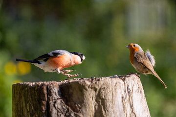Adult male bullfinch (pyrrhula pyrrhula) displays aggressive, food guarding, behaviour towards a robin IErithacus rubecula)