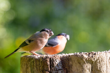 Adult female and adult male Eurasian Bullfinches (Pyrrhula pyrrhula) perched on a log - Yorkshire, UK in May