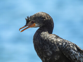 Reed Cormorant with Open Beak