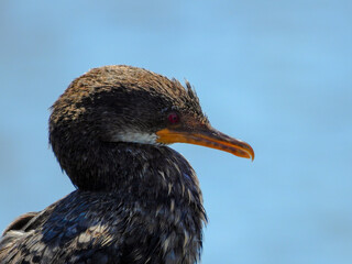 Reed Cormorant Head
