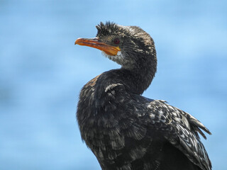 Reed Cormorant Displaying Serpentine Neck