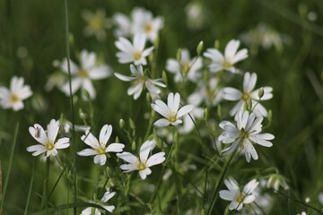 Spring Meadows, Motley Grass, Wildflowers, Blooming Quince
