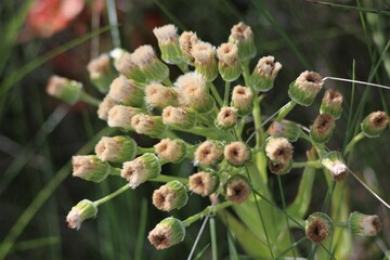 Spring Meadows, Motley Grass, Wildflowers, Blooming Quince
