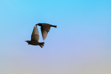 Two common starlings in flight. twoo birds in the air. Pair of starlings carry food to their nest. Sturnus vulgaris.