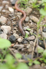 Worm on ground, close up